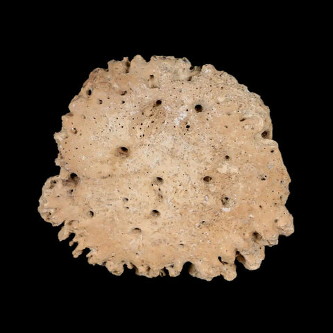 1.7" Glyptodon Fossil Osteoderm Scute Plate Bony Armor Pleistocene Uruguay COA - Fossil Age Minerals