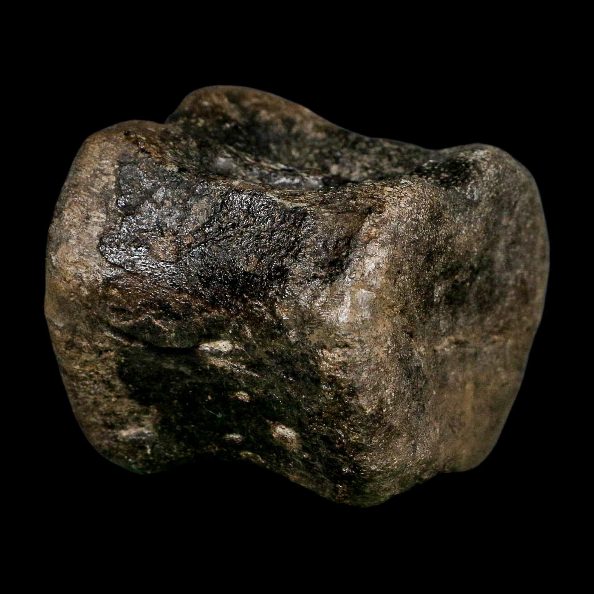 2.6" Maiasaura Hadrosaur Dinosaur Vertebrae Bone Fossil Two Medicine FM MT COA - Fossil Age Minerals
