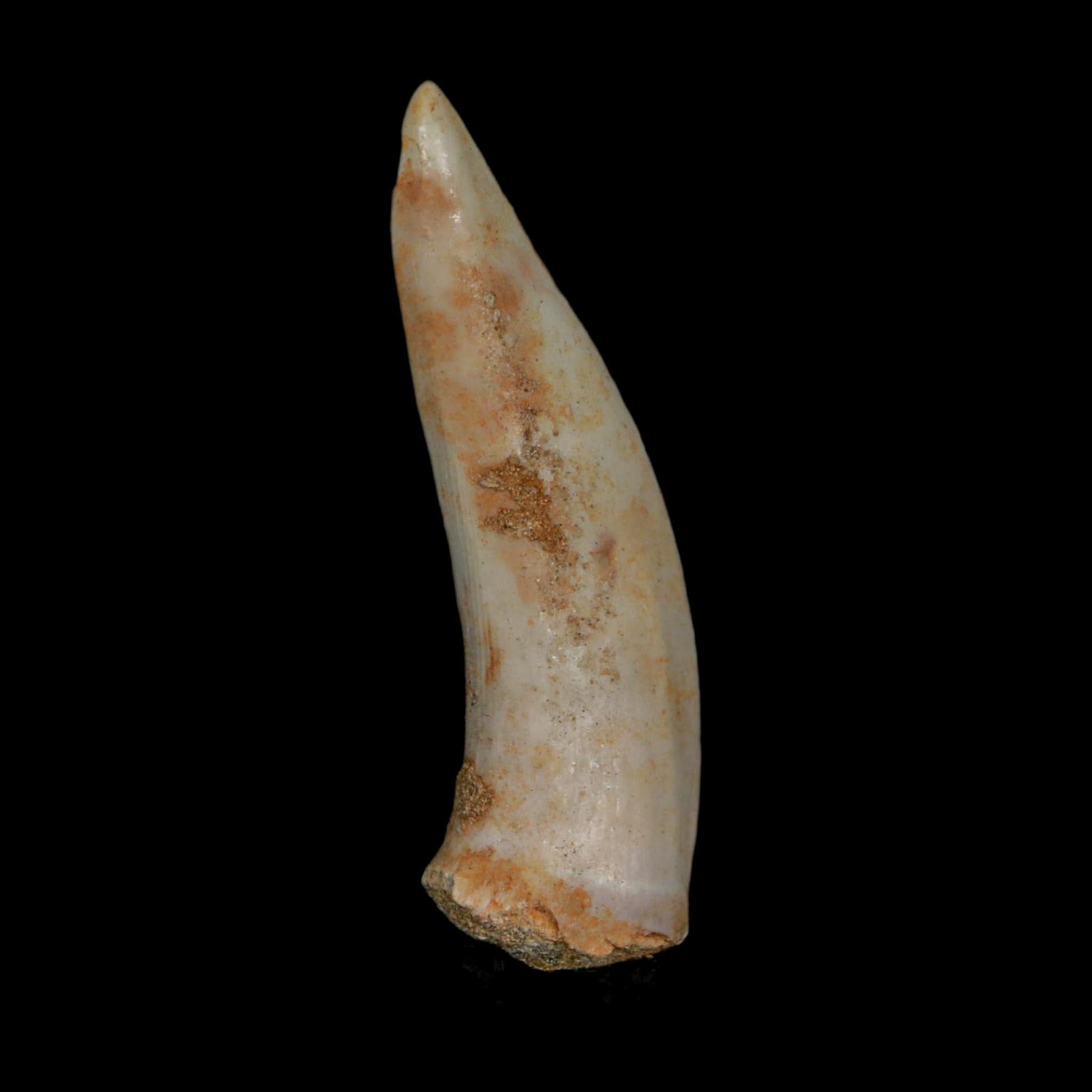 XL 2.1" Saber Toothed Herring Fossil Fang Enchodus Libycus Cretaceous COA Stand - Fossil Age Minerals