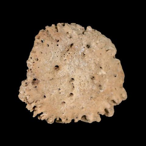 1.7" Glyptodon Fossil Osteoderm Scute Plate Bony Armor Pleistocene Uruguay COA - Fossil Age Minerals