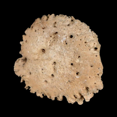 1.7" Glyptodon Fossil Osteoderm Scute Plate Bony Armor Pleistocene Uruguay COA - Fossil Age Minerals