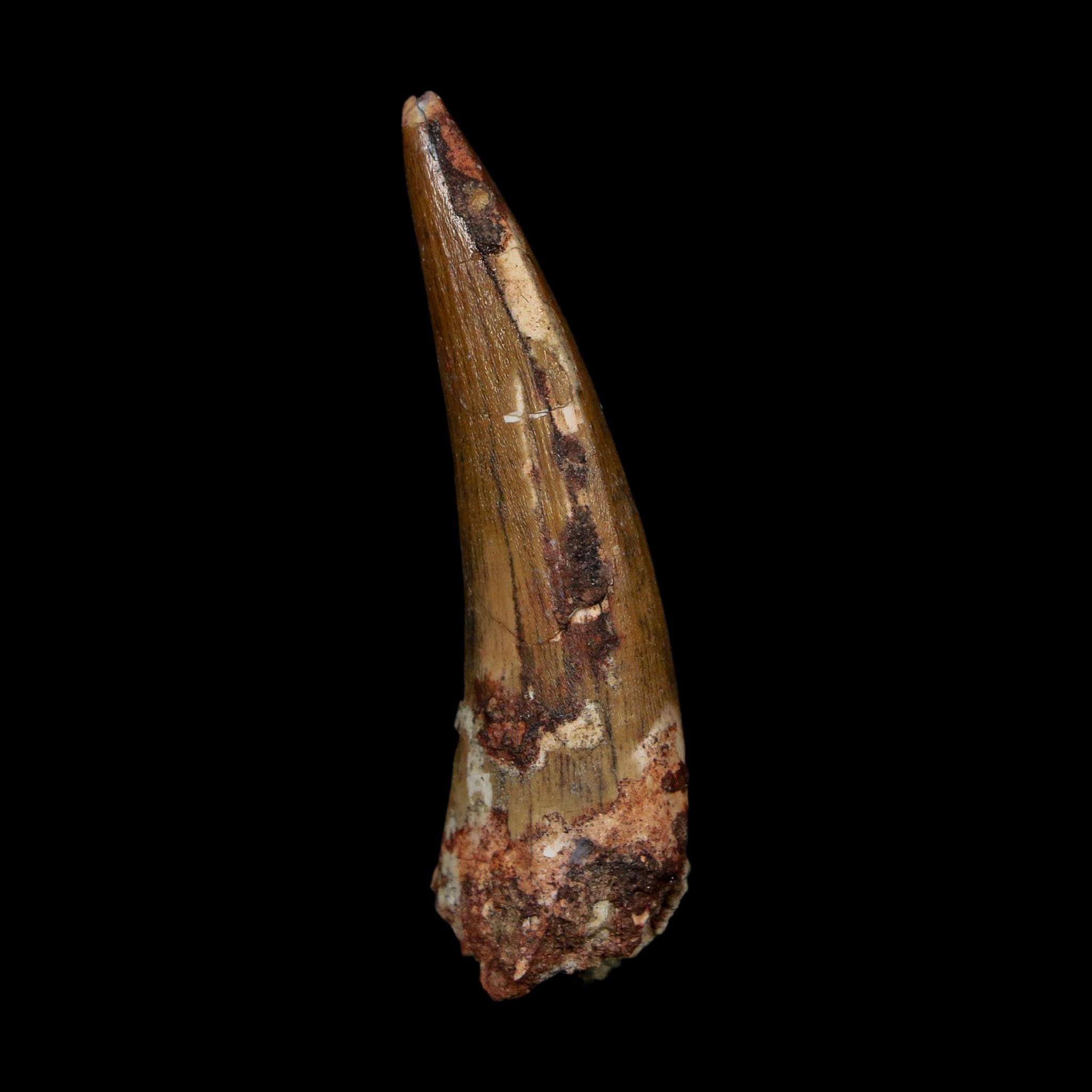 2.1" Suchomimus Fossil Tooth Cretaceous Spinosaurid Dinosaur Elraz FM Niger COA