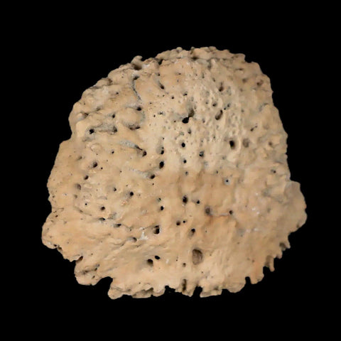 1.7" Glyptodon Fossil Osteoderm Scute Plate Bony Armor Pleistocene Uruguay COA - Fossil Age Minerals