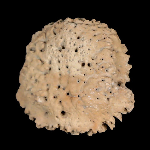 1.7" Glyptodon Fossil Osteoderm Scute Plate Bony Armor Pleistocene Uruguay COA - Fossil Age Minerals