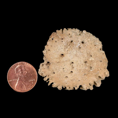 1.7" Glyptodon Fossil Osteoderm Scute Plate Bony Armor Pleistocene Uruguay COA - Fossil Age Minerals