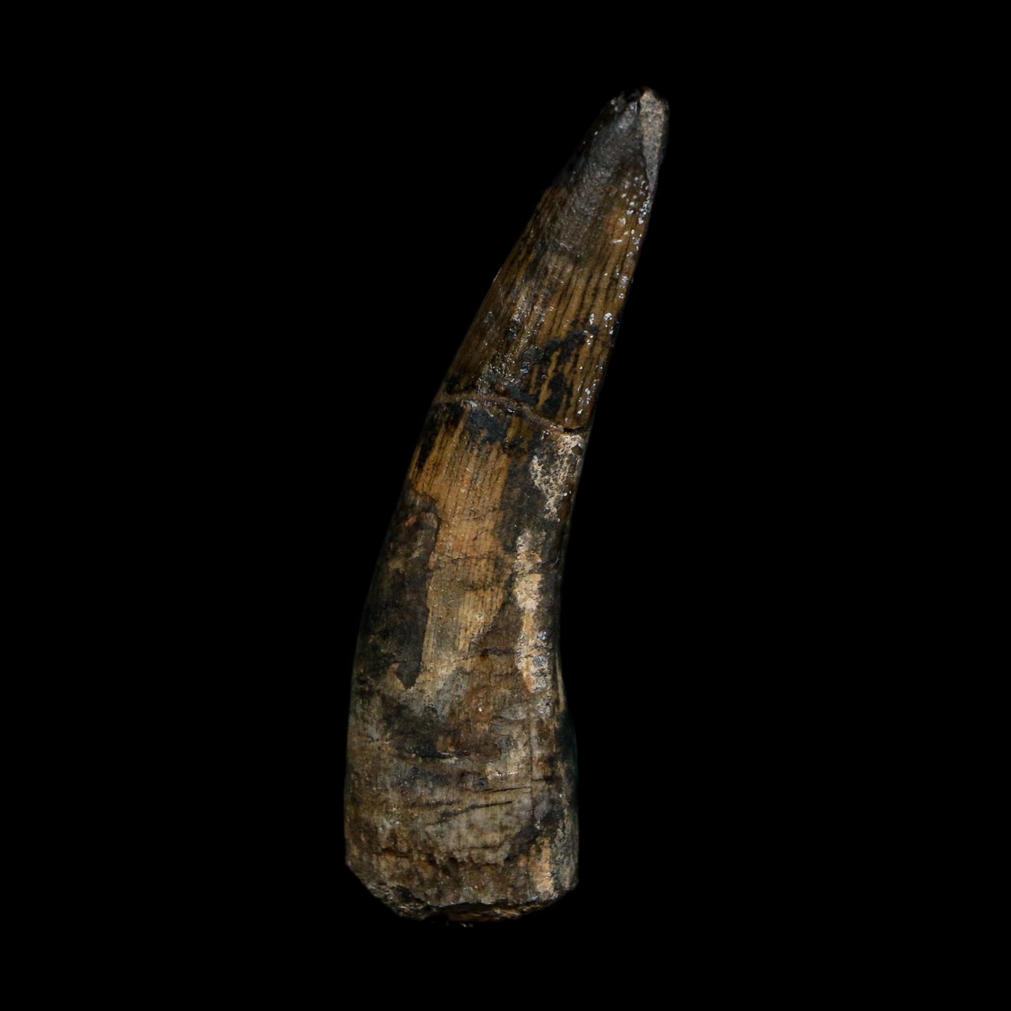 2.1" Suchomimus Fossil Tooth Cretaceous Spinosaurid Dinosaur Elraz FM Niger COA