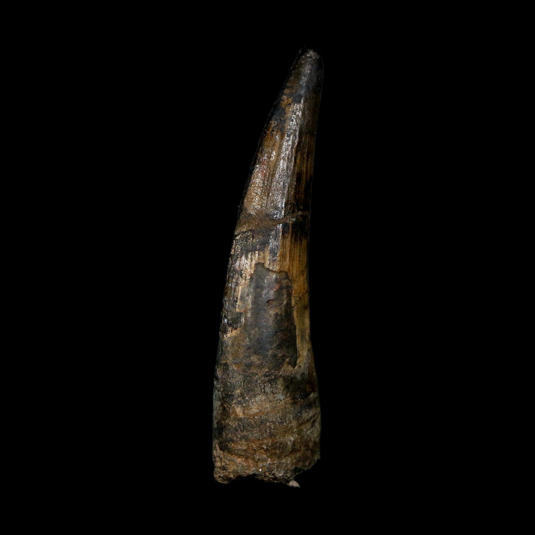 2.1" Suchomimus Fossil Tooth Cretaceous Spinosaurid Dinosaur Elraz FM Niger COA