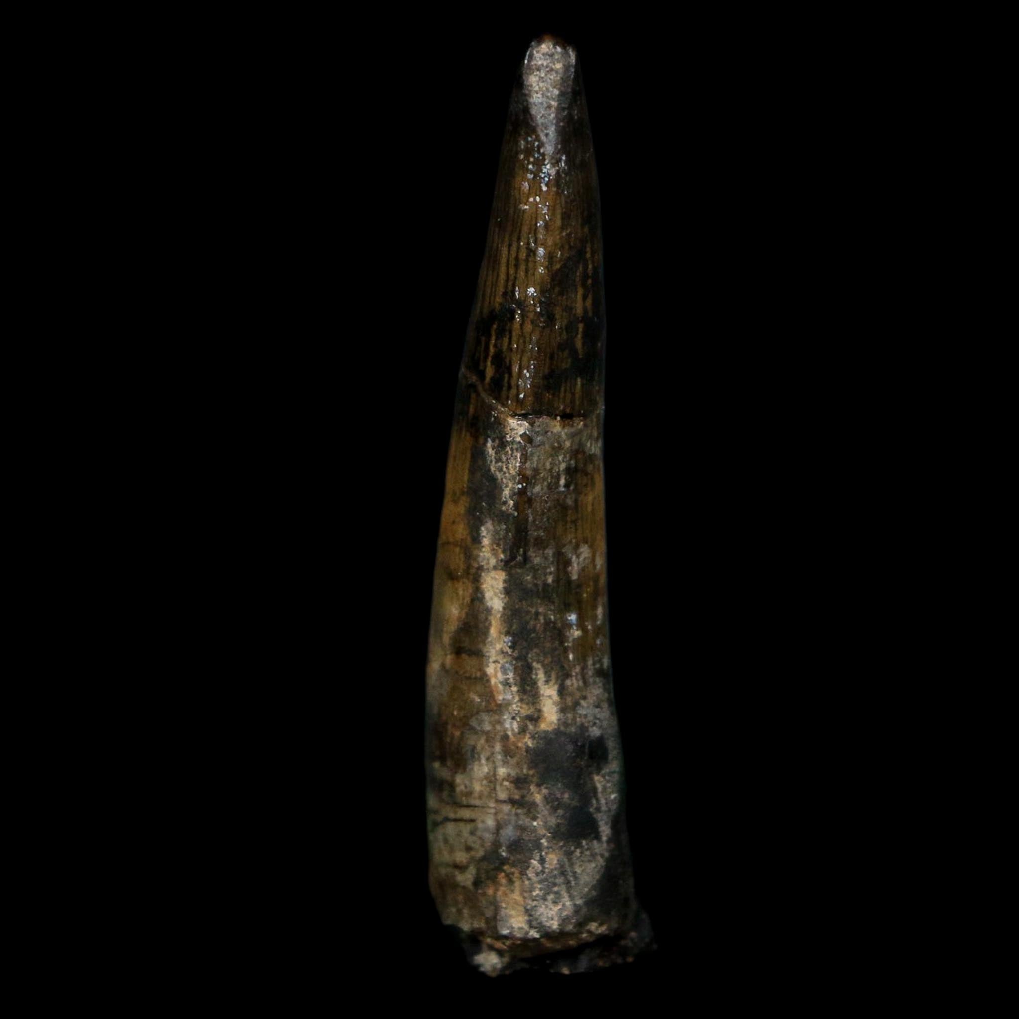2.1" Suchomimus Fossil Tooth Cretaceous Spinosaurid Dinosaur Elraz FM Niger COA