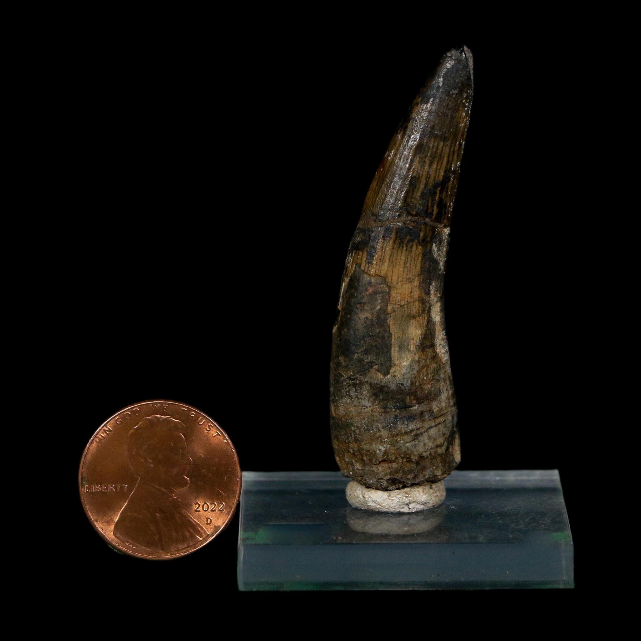 2.1" Suchomimus Fossil Tooth Cretaceous Spinosaurid Dinosaur Elraz FM Niger COA