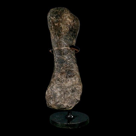 5.6" Hypacrosaurus Dinosaur Fossil Toe Bone Two Medicine FM MT COA, Stand