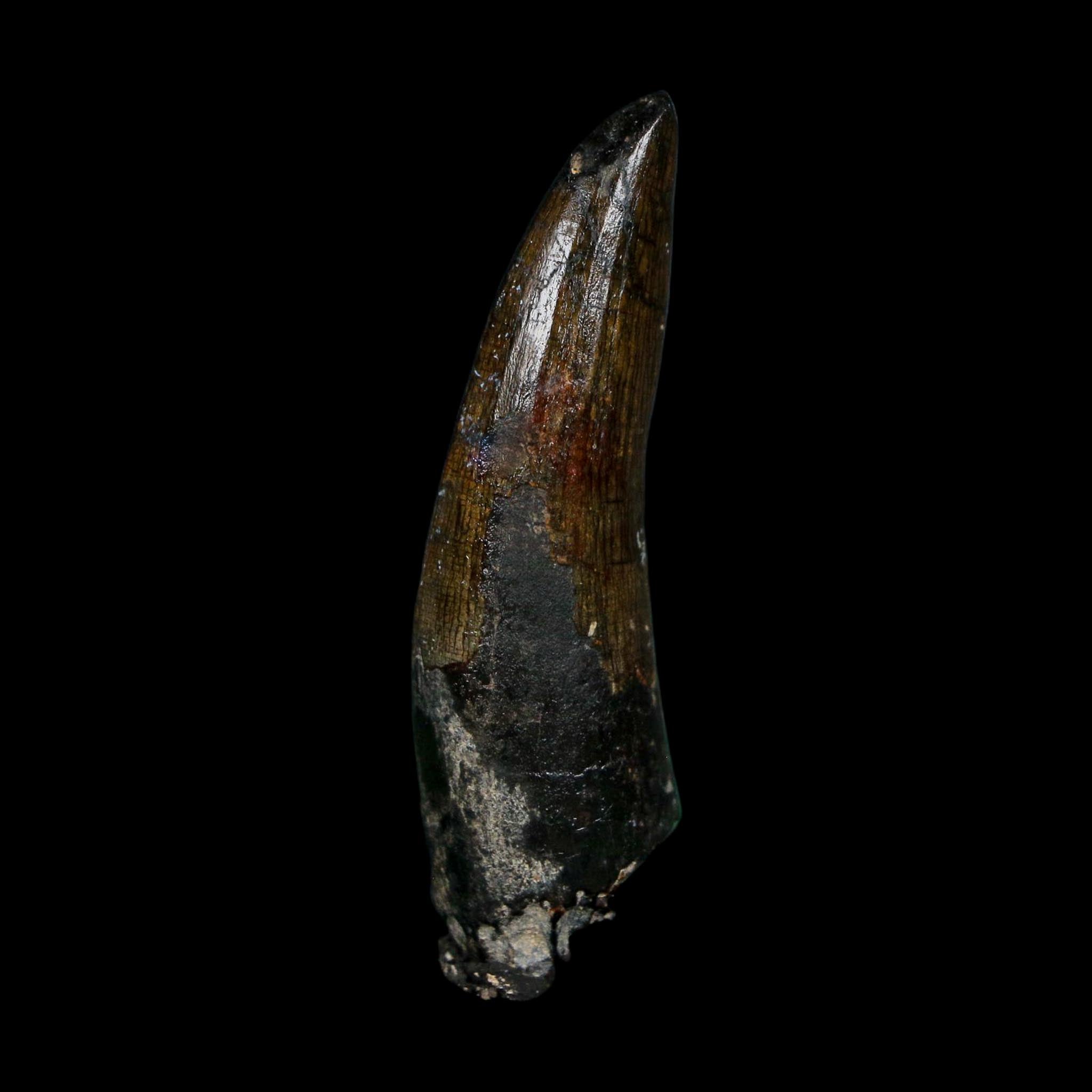 1.8" Suchomimus Fossil Tooth Cretaceous Spinosaurid Dinosaur Elraz FM Niger COA