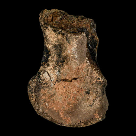 2.3" Brachylophosaurus Fossil Femur End Cretaceous Dinosaur Judith River FM MT COA