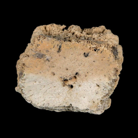 1.6" Glyptodon Fossil Osteoderm Scute Plate Bony Armor Pleistocene Uruguay COA - Fossil Age Minerals