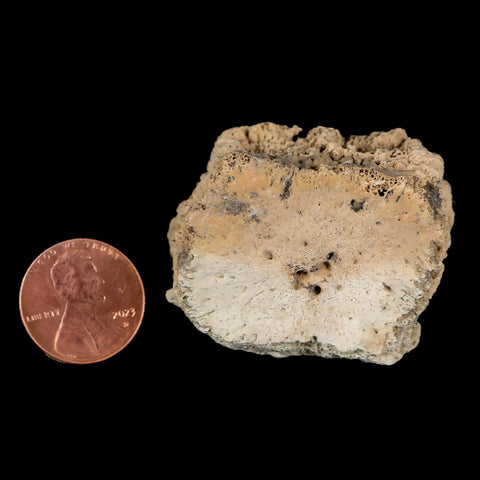 1.6" Glyptodon Fossil Osteoderm Scute Plate Bony Armor Pleistocene Uruguay COA - Fossil Age Minerals