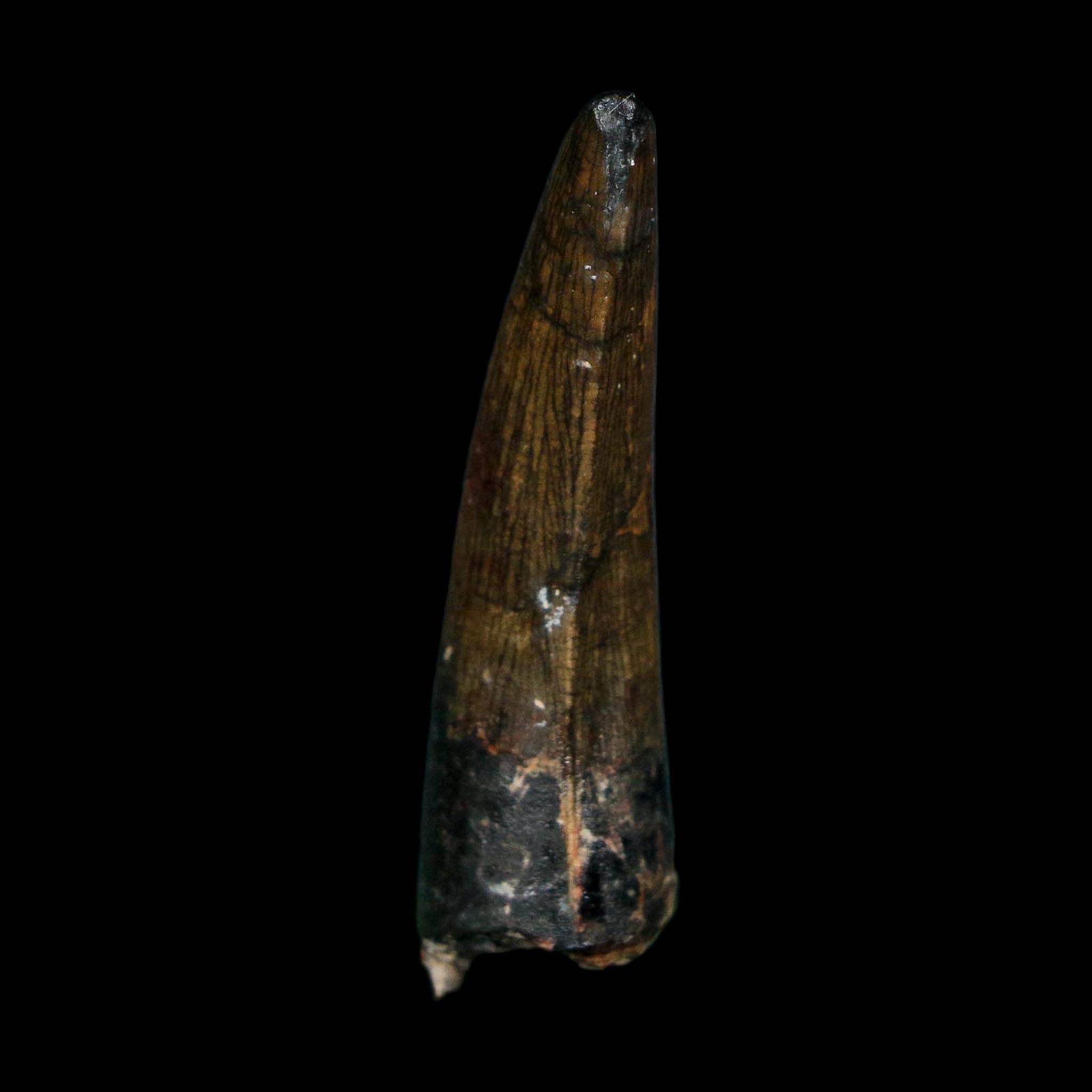 1.8" Suchomimus Fossil Tooth Cretaceous Spinosaurid Dinosaur Elraz FM Niger COA
