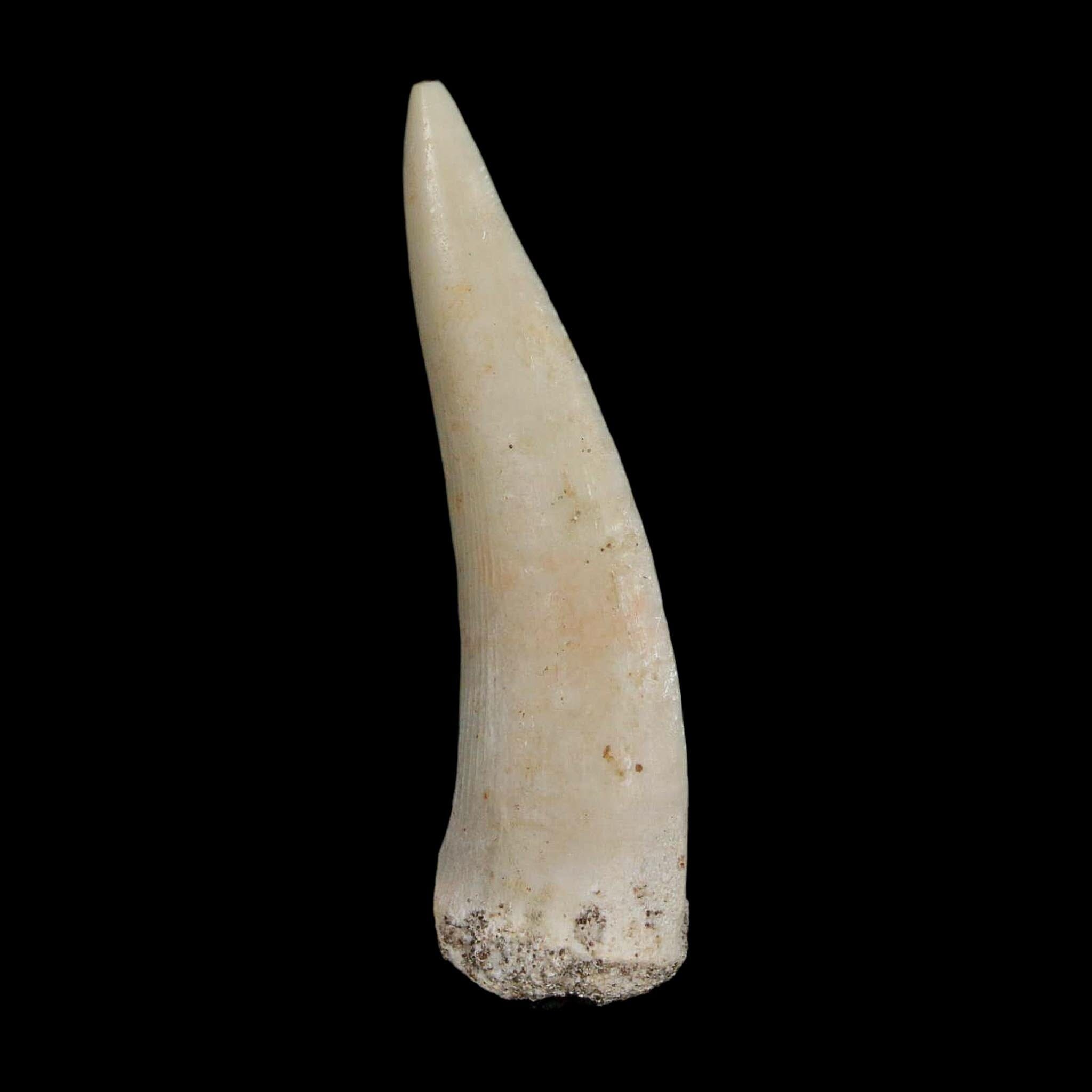 XL 2.1" Saber Toothed Herring Fossil Fang Enchodus Libycus Cretaceous COA Stand - Fossil Age Minerals
