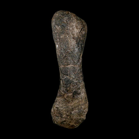 5.6" Hypacrosaurus Dinosaur Fossil Toe Bone Two Medicine FM MT COA, Stand