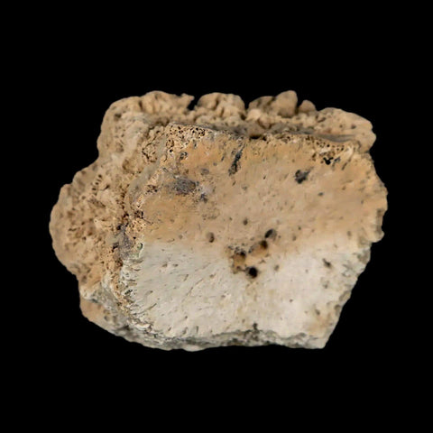 1.6" Glyptodon Fossil Osteoderm Scute Plate Bony Armor Pleistocene Uruguay COA - Fossil Age Minerals