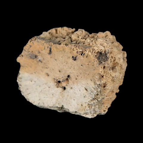 1.6" Glyptodon Fossil Osteoderm Scute Plate Bony Armor Pleistocene Uruguay COA - Fossil Age Minerals