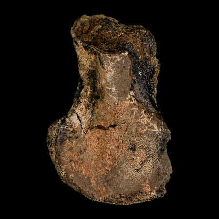 2.3" Brachylophosaurus Fossil Femur End Cretaceous Dinosaur Judith River FM MT COA