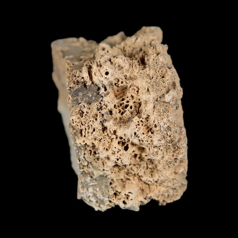 1.6" Glyptodon Fossil Osteoderm Scute Plate Bony Armor Pleistocene Uruguay COA - Fossil Age Minerals