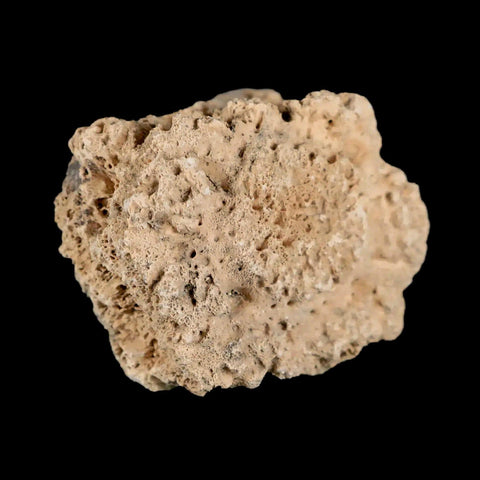 1.6" Glyptodon Fossil Osteoderm Scute Plate Bony Armor Pleistocene Uruguay COA - Fossil Age Minerals