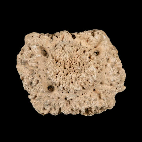 1.6" Glyptodon Fossil Osteoderm Scute Plate Bony Armor Pleistocene Uruguay COA - Fossil Age Minerals