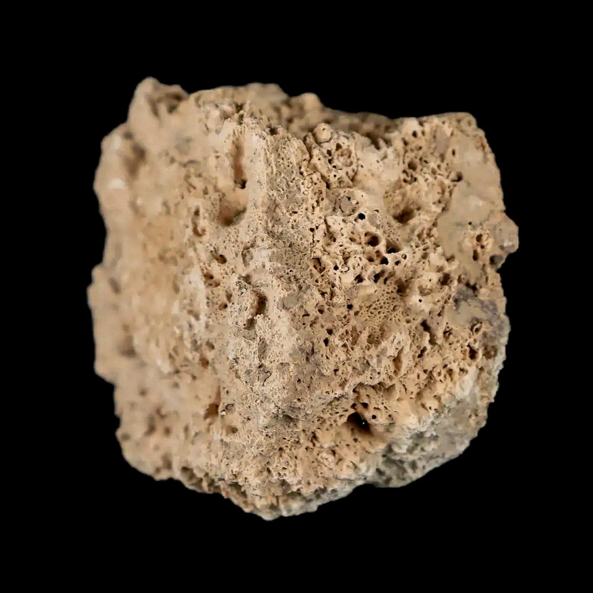 1.6" Glyptodon Fossil Osteoderm Scute Plate Bony Armor Pleistocene Uruguay COA - Fossil Age Minerals