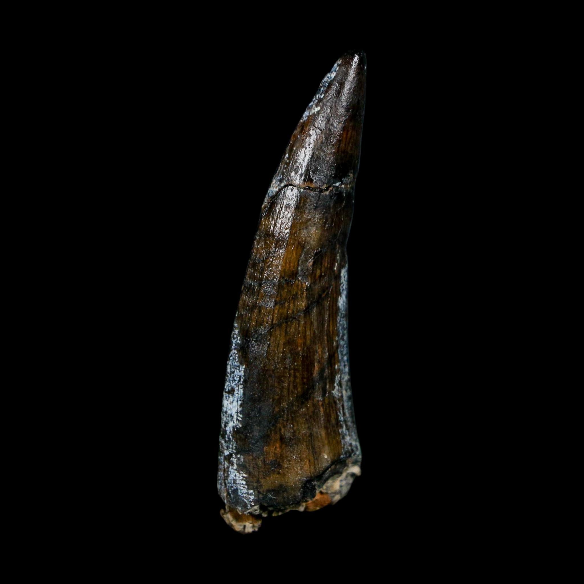 1.8" Suchomimus Fossil Tooth Cretaceous Spinosaurid Dinosaur Elraz FM Niger COA