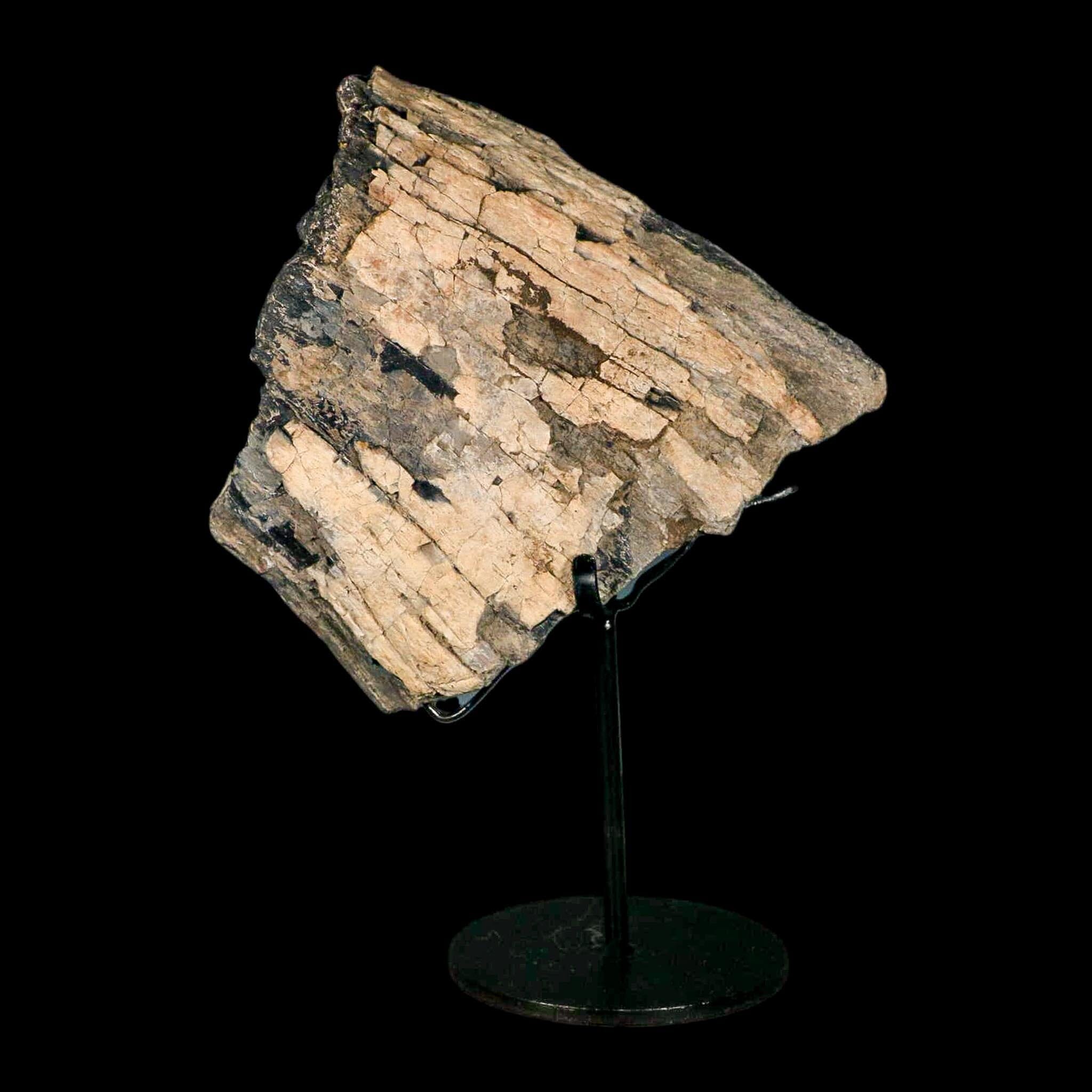 5.2" Camarasaurus Dinosaur Fossil Limb Bone Morrison FM CO Jurassic Age COA Stand - Fossil Age Minerals