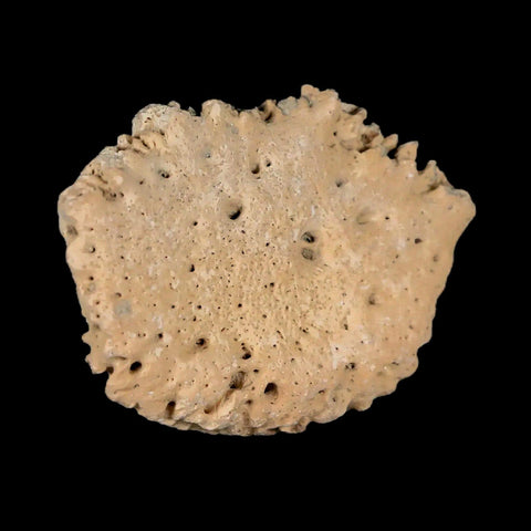 1.9" Glyptodon Fossil Osteoderm Scute Plate Bony Armor Pleistocene Uruguay COA - Fossil Age Minerals