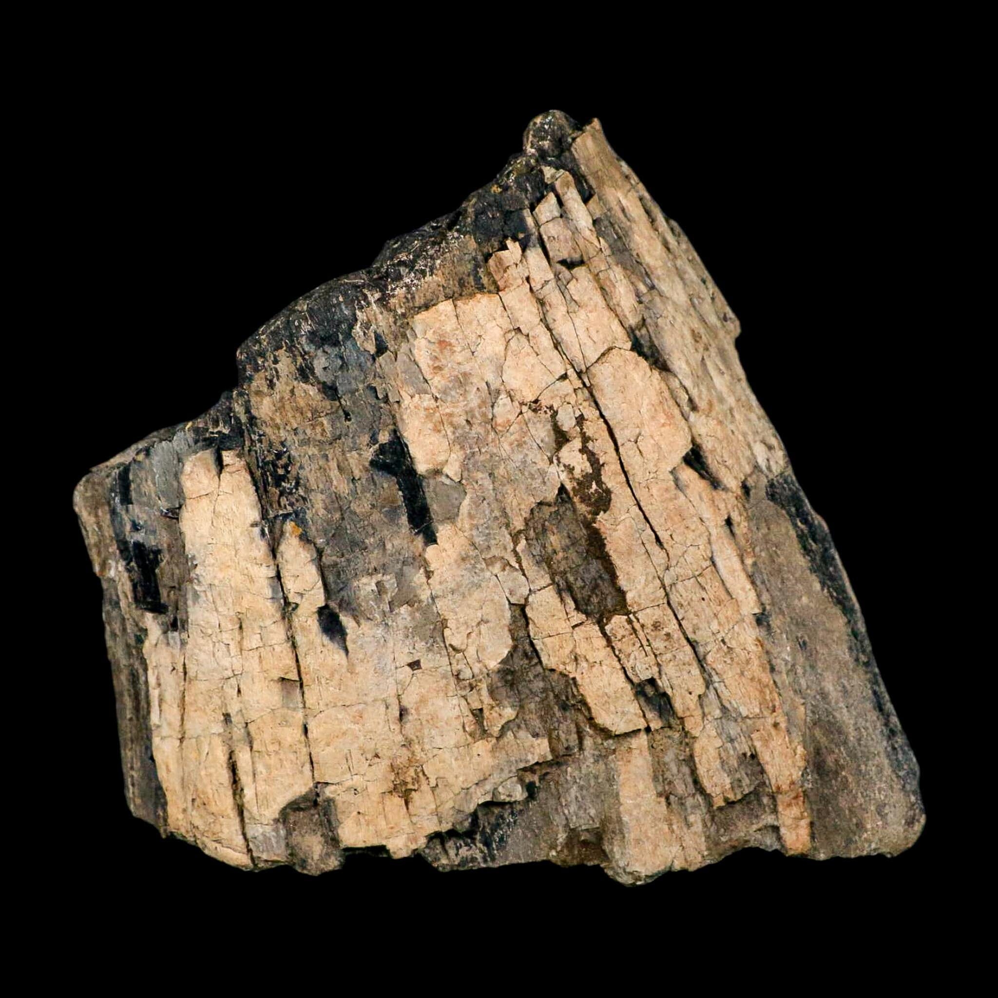 5.2" Camarasaurus Dinosaur Fossil Limb Bone Morrison FM CO Jurassic Age COA Stand - Fossil Age Minerals