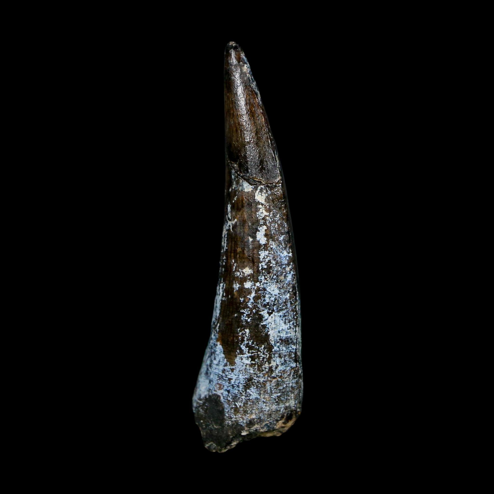 1.8" Suchomimus Fossil Tooth Cretaceous Spinosaurid Dinosaur Elraz FM Niger COA