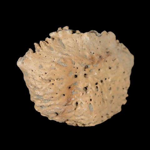 1.9" Glyptodon Fossil Osteoderm Scute Plate Bony Armor Pleistocene Uruguay COA - Fossil Age Minerals