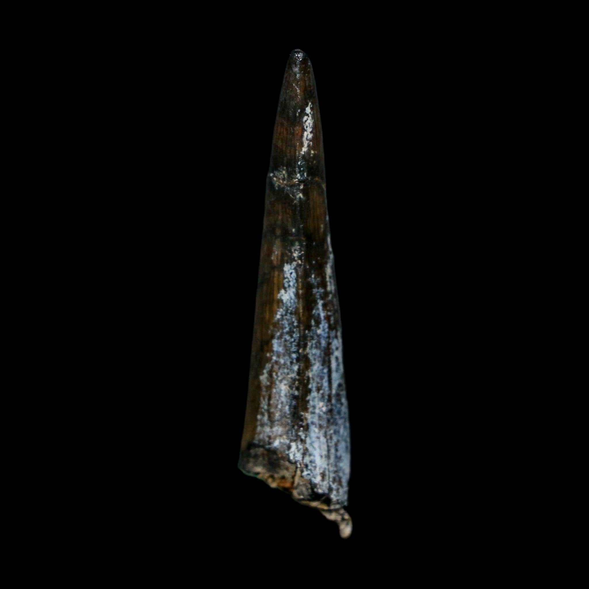 1.8" Suchomimus Fossil Tooth Cretaceous Spinosaurid Dinosaur Elraz FM Niger COA