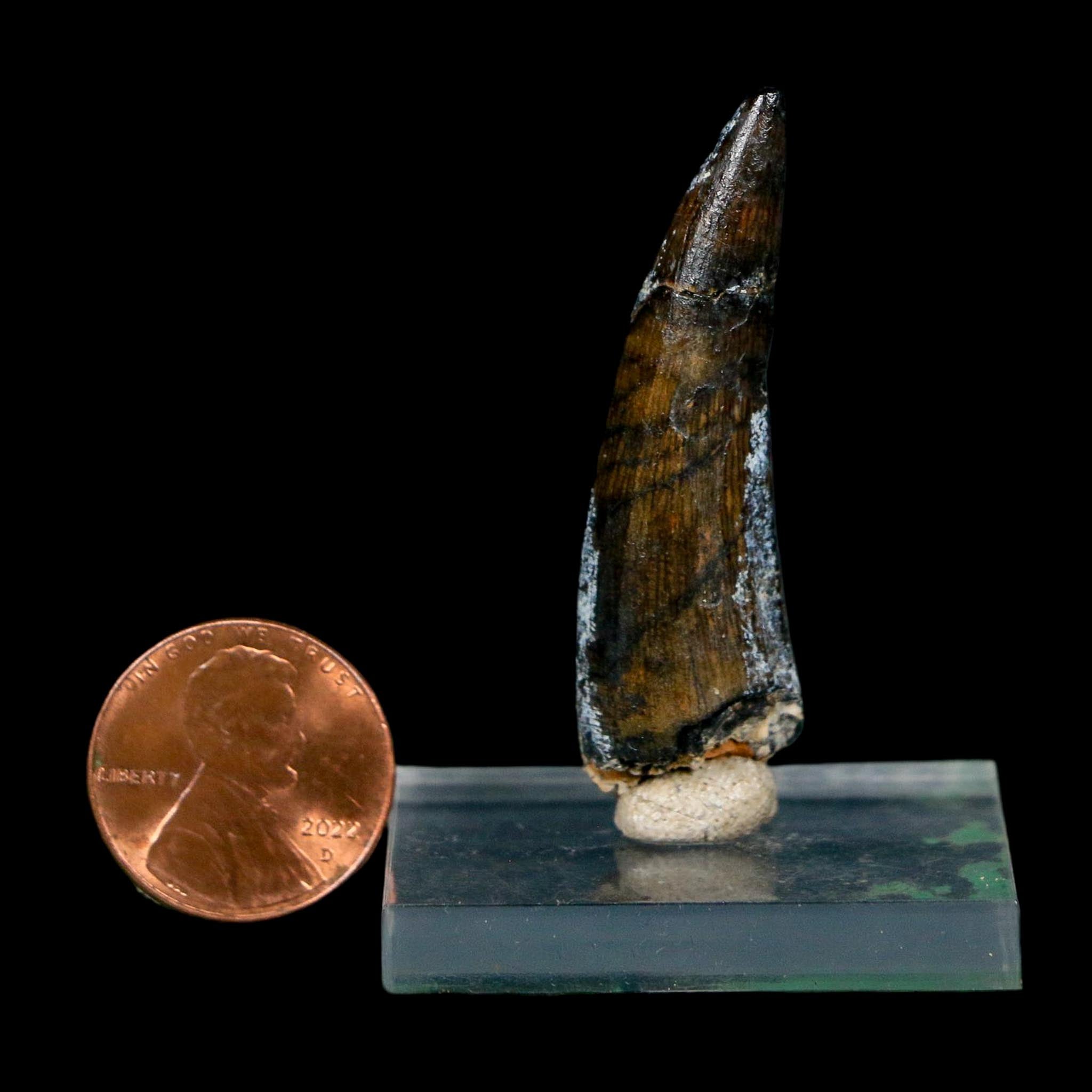 1.8" Suchomimus Fossil Tooth Cretaceous Spinosaurid Dinosaur Elraz FM Niger COA