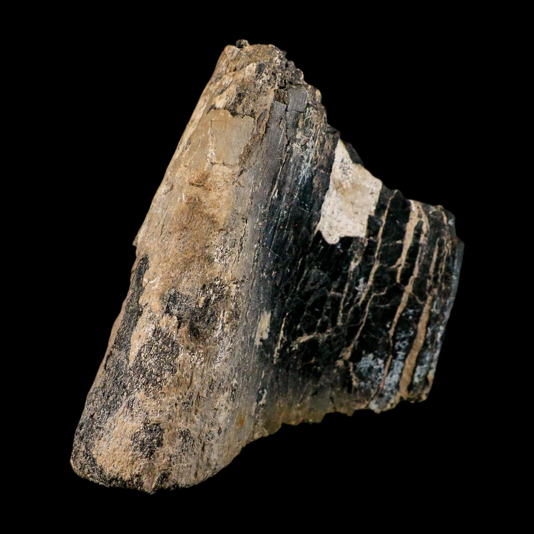 5.2" Camarasaurus Dinosaur Fossil Limb Bone Morrison FM CO Jurassic Age COA Stand - Fossil Age Minerals