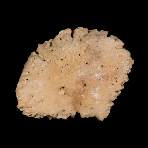 1.9" Glyptodon Fossil Osteoderm Scute Plate Bony Armor Pleistocene Uruguay COA - Fossil Age Minerals