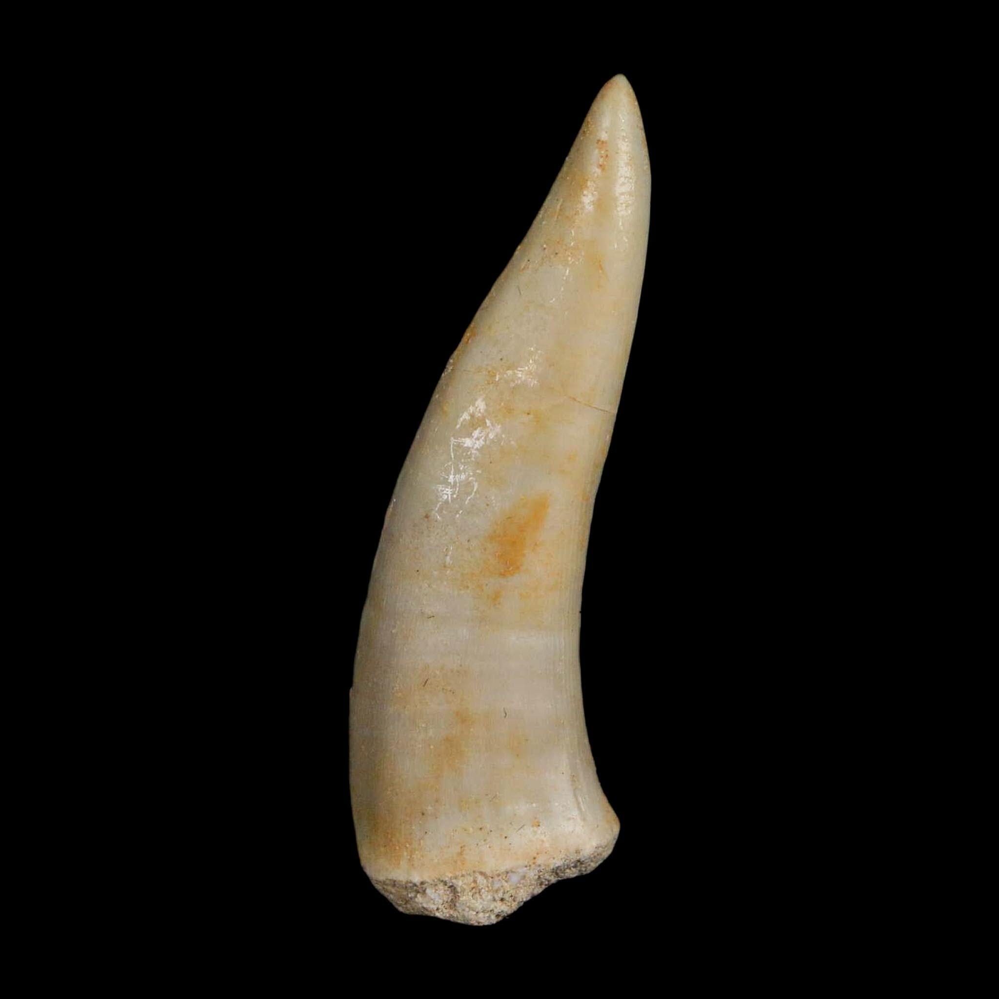 1.9" Saber Toothed Herring Fossil Fang Enchodus Libycus Cretaceous COA Stand - Fossil Age Minerals