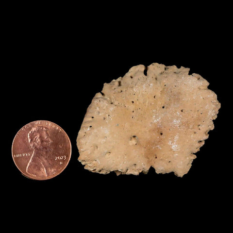 1.9" Glyptodon Fossil Osteoderm Scute Plate Bony Armor Pleistocene Uruguay COA - Fossil Age Minerals