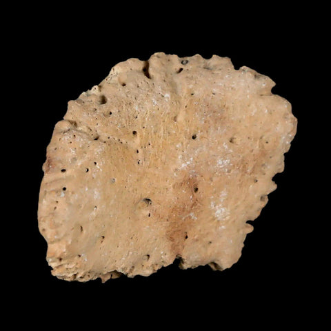 1.9" Glyptodon Fossil Osteoderm Scute Plate Bony Armor Pleistocene Uruguay COA - Fossil Age Minerals