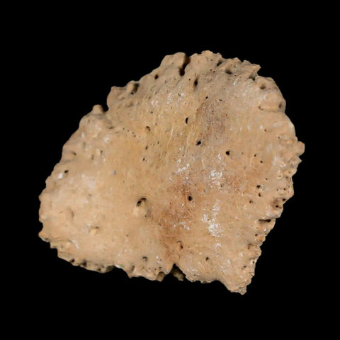 1.9" Glyptodon Fossil Osteoderm Scute Plate Bony Armor Pleistocene Uruguay COA - Fossil Age Minerals