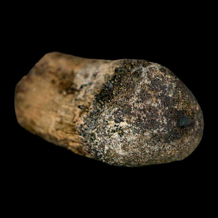 2" Brachylophosaurus Fossil Metacarpal Cretaceous Dinosaur Judith River FM MT COA