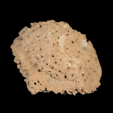1.9" Glyptodon Fossil Osteoderm Scute Plate Bony Armor Pleistocene Uruguay COA - Fossil Age Minerals