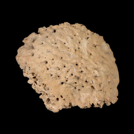 1.9" Glyptodon Fossil Osteoderm Scute Plate Bony Armor Pleistocene Uruguay COA