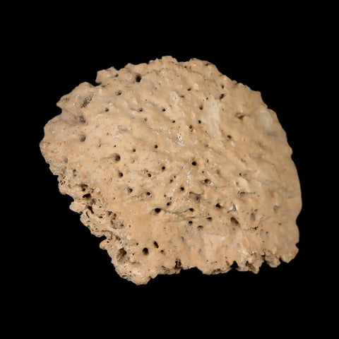 1.9" Glyptodon Fossil Osteoderm Scute Plate Bony Armor Pleistocene Uruguay COA - Fossil Age Minerals