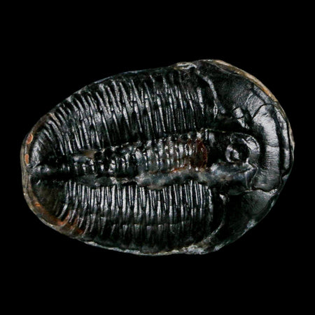 1.2" Elrathia Kingi Trilobite Fossil Utah Cambrian Age 521 Million Years Old COA