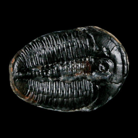 1.2" Elrathia Kingi Trilobite Fossil Utah Cambrian Age 521 Million Years Old COA - Fossil Age Minerals