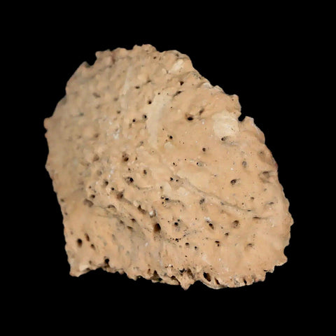 1.9" Glyptodon Fossil Osteoderm Scute Plate Bony Armor Pleistocene Uruguay COA - Fossil Age Minerals