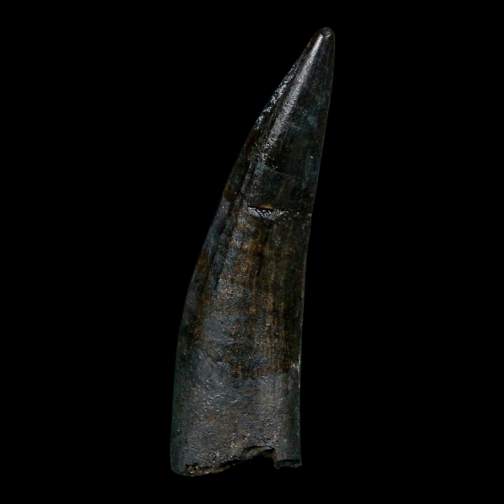 1.7" Suchomimus Fossil Tooth Cretaceous Spinosaurid Dinosaur Elraz FM Niger COA